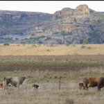 Camping in Ventersburg