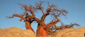 Baobab in Gweta