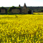 Camping in Nieuwoudtville