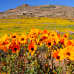 Camping in Springbok