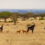 Camp sites in Kuruman