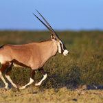 Camping in Postmasburg