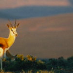 Camping in Touws River