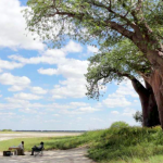Baobab tree in remote Central Botswana