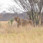 Wildlife in Makgadikgadi Pans National Park