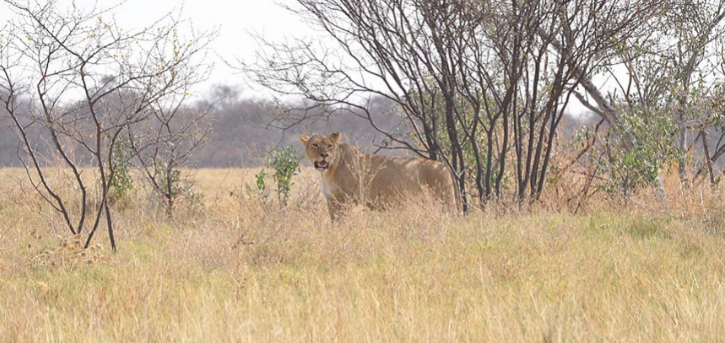 Wildlife in Makgadikgadi Pans National Park