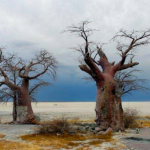 Baobabs in Nata