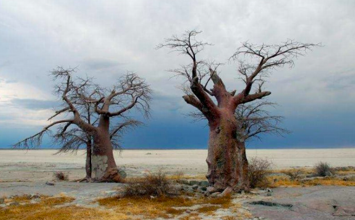 Baobabs in Nata