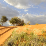The Kalahari Desert of the Ghanzi Region
