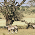 Wildlife in the desert region of the Kgalagadi