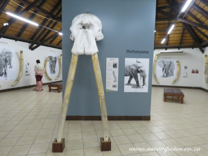 Letaba campsite with pool & elephant museum