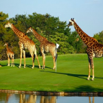 Giraffes in the Hans Merensky Nature Reserve