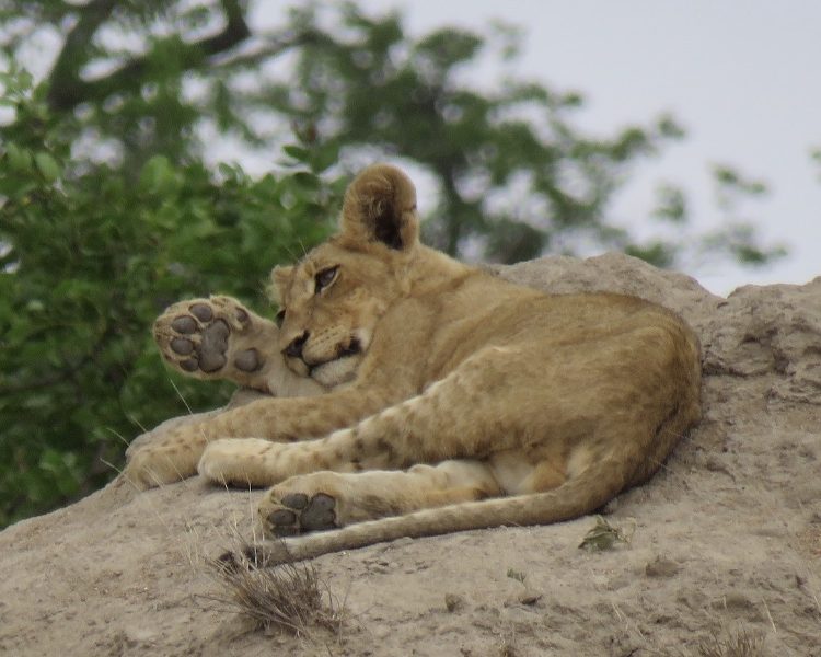 young lion lying on top of an ant hill